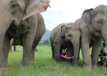 Gadis Thailand Mengemis di Medsos untuk Memberi Makan Gajah
