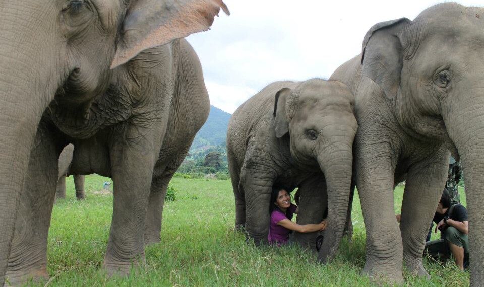 Gadis Thailand Mengemis di Medsos untuk Memberi Makan Gajah