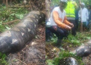 Warga temukan ular piton yang telan Zahra.