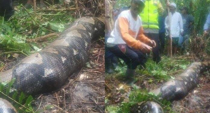 Warga temukan ular piton yang telan Zahra.