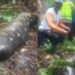Warga temukan ular piton yang telan Zahra.