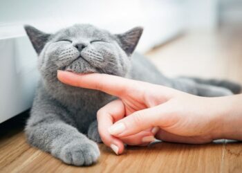 Pecinta Anabul Merapat! Ilmuwan Bagikan Tata Cara Ampuh Berkomunikasi dengan Kucing Peliharaan Nih…