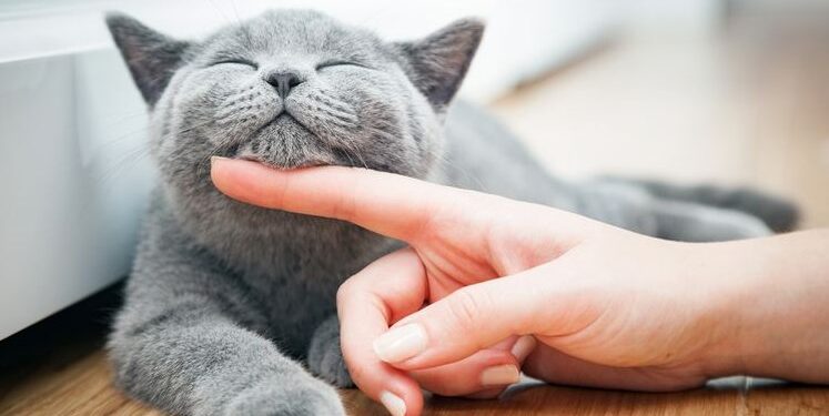 Pecinta Anabul Merapat! Ilmuwan Bagikan Tata Cara Ampuh Berkomunikasi dengan Kucing Peliharaan Nih…