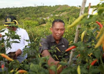 Hadiri Panen Raya Cabai Di SP 7 Desa Salimbatu, Bupati Bulungan Sekaligus Salurkan Bantuan