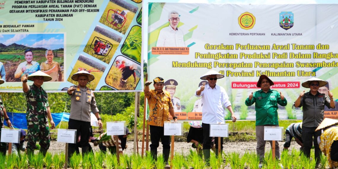 Gubernur Kaltara Galakkan Aksi Tanam Padi Di Dusun Sekang Tanjung Palas