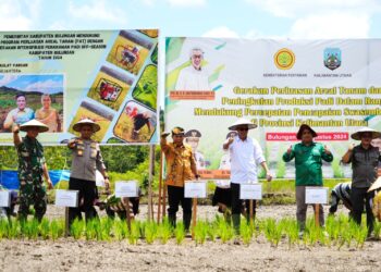 Gubernur Kaltara Galakkan Aksi Tanam Padi Di Dusun Sekang Tanjung Palas