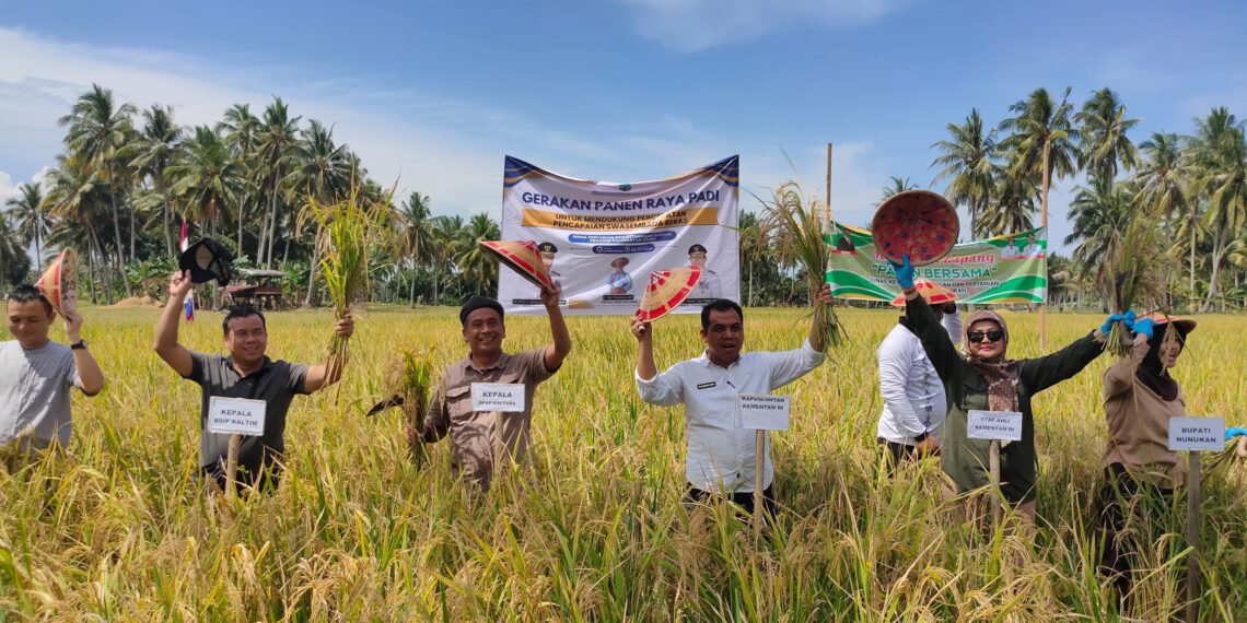 Pemprov Kaltara Berhasil Gelar Panen Raya Bersama Gapoktan Mamminasae Sebatik