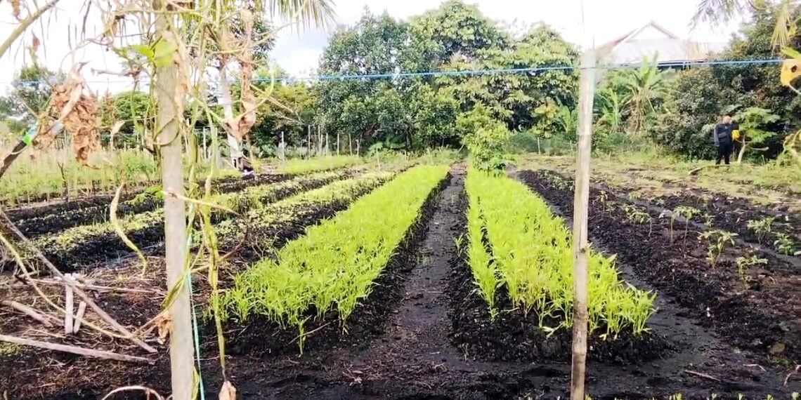 Petani Bulungan Harapkan Subsidi Merata, Untuk Tingkatkan Hasil Pertanian
