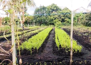 Petani Bulungan Harapkan Subsidi Merata, Untuk Tingkatkan Hasil Pertanian