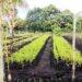 Petani Bulungan Harapkan Subsidi Merata, Untuk Tingkatkan Hasil Pertanian