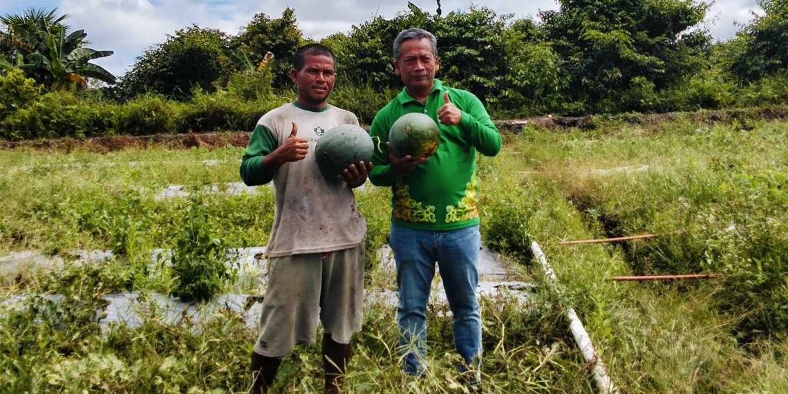 Panen Semangka! GAPOKTAN Tanjung Buka, Buktikan Kaltara Siap Swasembada Pangan