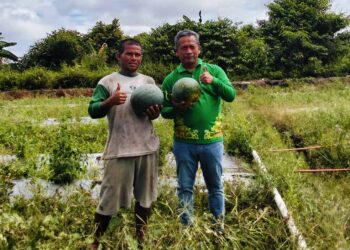 Panen Semangka! GAPOKTAN Tanjung Buka, Buktikan Kaltara Siap Swasembada Pangan