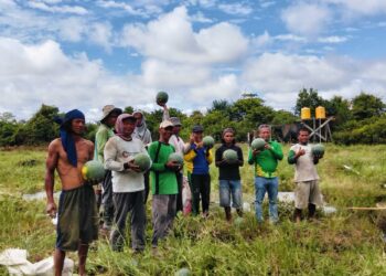 Petani Bulungan, Sulit Dapatkan Pupuk Bersubsidi? Pemprov Kaltara Beri Penjelasan