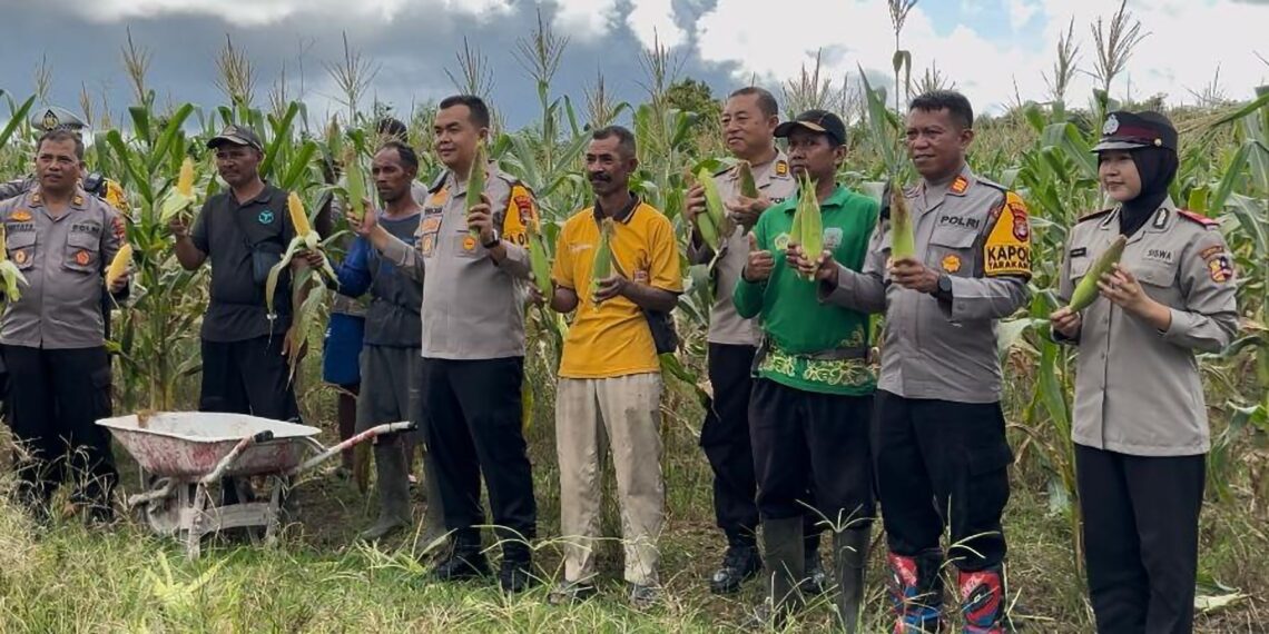 Hadiri Panen Jagung, Kapolres Tarakan Siap Amankan Kebun Petani Dari Penjarahan