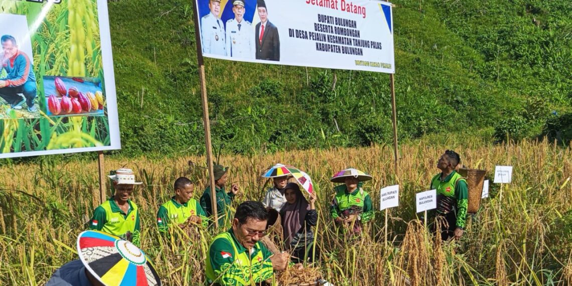 Bulog Siap Serap 120 Ribu Ton Gabah Hasil Panen Petani Kaltara