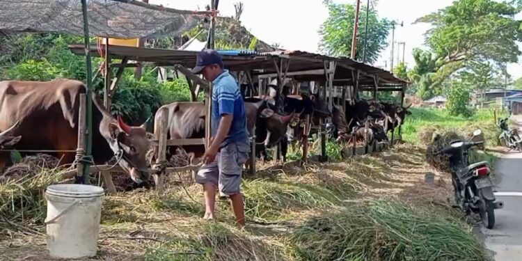 Stok Sapi Kurban Di Kaltara, Dipastikan Aman Jelang Idul Adha 10 Dzulhijah 1446 H