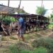 Stok Sapi Kurban Di Kaltara, Dipastikan Aman Jelang Idul Adha 10 Dzulhijah 1446 H