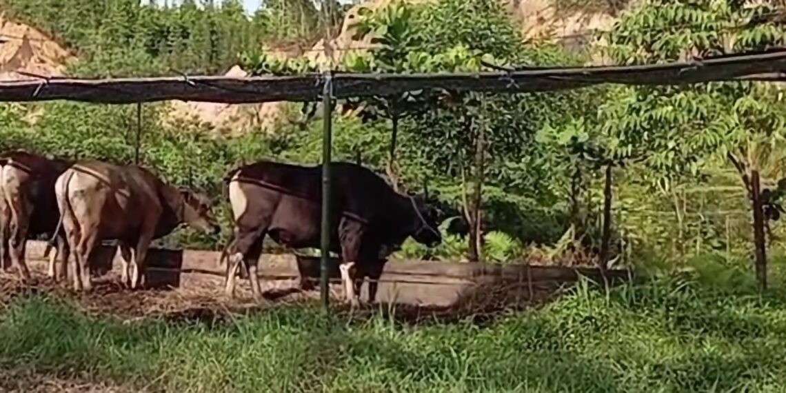 Dinas Pertanian Sikapi Sapi Bantuan yang Dijual Kepala Desa