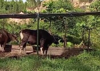 Dinas Pertanian Sikapi Sapi Bantuan yang Dijual Kepala Desa