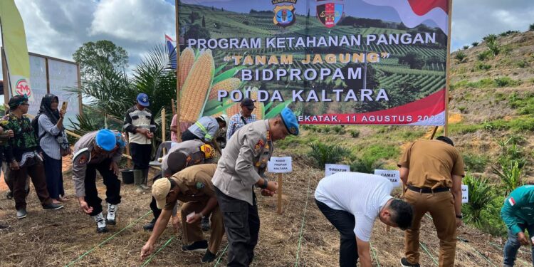 Dukung Ketahanan Pangan, Bidpropam Polda Kaltara Tanam Jagung 10 Hektar di Bulungan