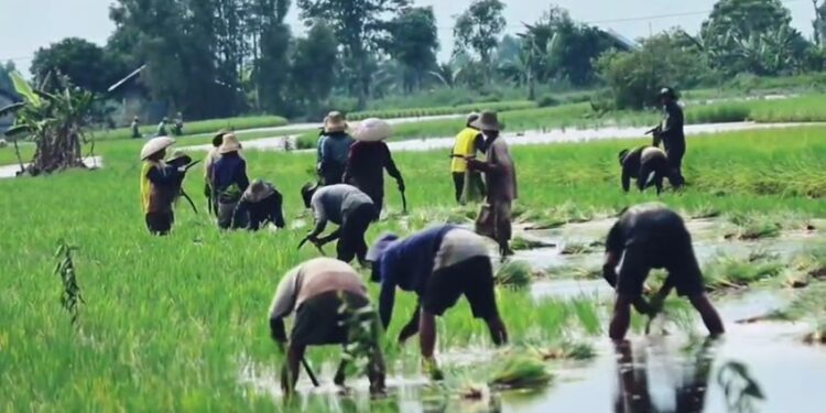 Realisasi Oplah di Kaltara Capai 72 Persen, DPKP Targetkan Rampung September 2025