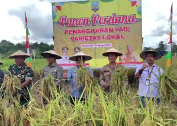 Desa Wonomulyo Tanjung Palas, Sukses Panen Perdana Penangkaran Padi Varietas Lokal