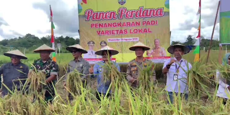 Desa Wonomulyo Tanjung Palas, Sukses Panen Perdana Penangkaran Padi Varietas Lokal