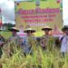 Desa Wonomulyo Tanjung Palas, Sukses Panen Perdana Penangkaran Padi Varietas Lokal