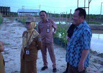 PEDA KTNA III Kaltara Siap Digelar! Unjuk Display Padi di Tanah Minim pH Dengan Teknologi Pertanian
