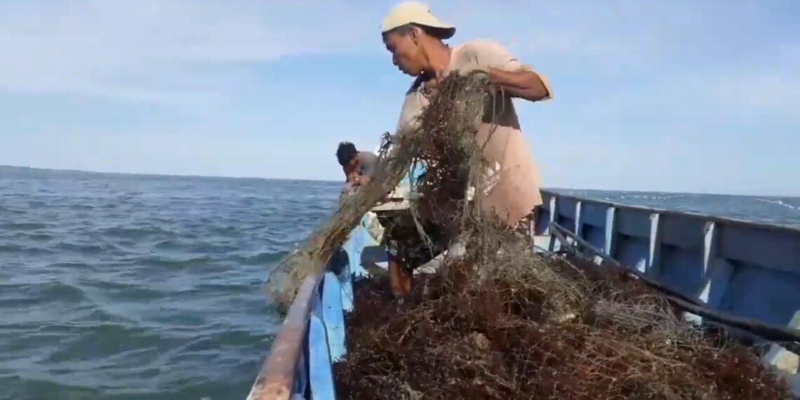 Produktivitas Rumput Laut Melonjak, Pemprov Kaltara Bidik Ekspor Mandiri