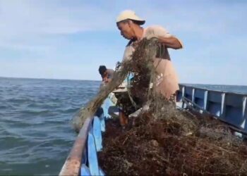 Produktivitas Rumput Laut Melonjak, Pemprov Kaltara Bidik Ekspor Mandiri