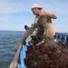 Produktivitas Rumput Laut Melonjak, Pemprov Kaltara Bidik Ekspor Mandiri