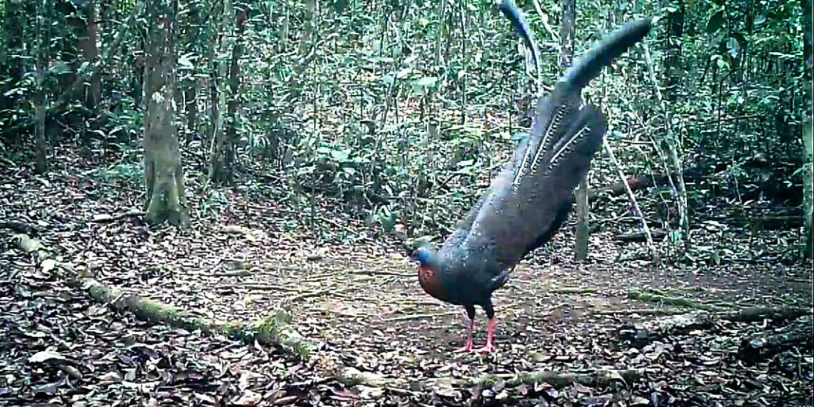 Burung “Kuau Raja” Satwa Rentan dan Dilindungi, Ditemukan di Taman Nasional Kayan Mentarang