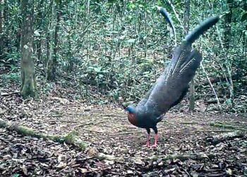 Burung “Kuau Raja” Satwa Rentan dan Dilindungi, Ditemukan di Taman Nasional Kayan Mentarang