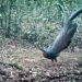 Burung “Kuau Raja” Satwa Rentan dan Dilindungi, Ditemukan di Taman Nasional Kayan Mentarang