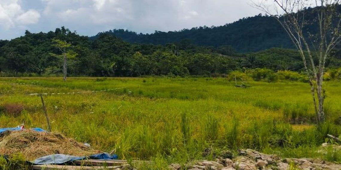 KTT Maksimalkan Optimalisasi Lahan Sawah Seluas 300 Hektare dan Bentuk Brigade Pangan