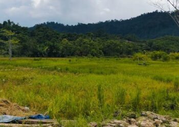 KTT Maksimalkan Optimalisasi Lahan Sawah Seluas 300 Hektare dan Bentuk Brigade Pangan