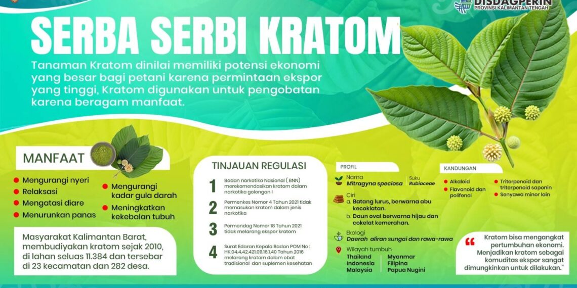 Dari Tanaman Obat Herbal, Kratom Jadi Harapan Baru Petani Kaltara