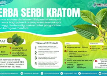 Dari Tanaman Obat Herbal, Kratom Jadi Harapan Baru Petani Kaltara