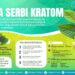 Dari Tanaman Obat Herbal, Kratom Jadi Harapan Baru Petani Kaltara