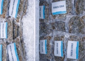 Dari Tangkap ke Budidaya, Program TJSL PLN Ubah Nasib Nelayan Tanjung Seloka