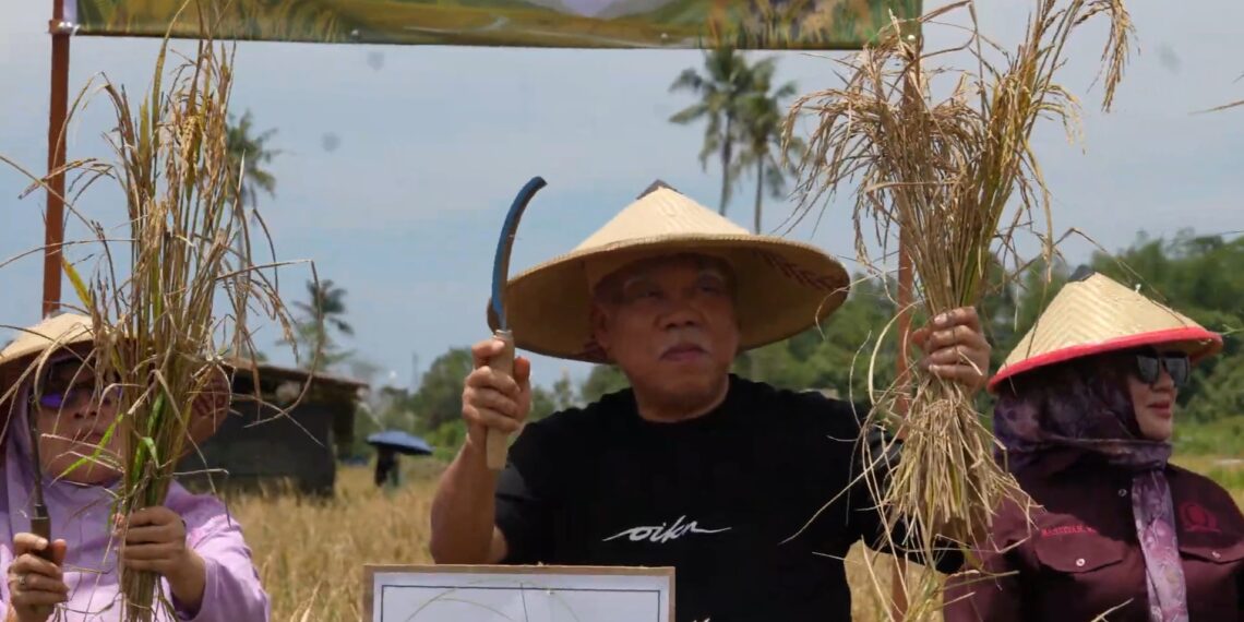 Otorita IKN Sukses Kembangkan Produksi Padi Gogo di Muara Jawa Kukar