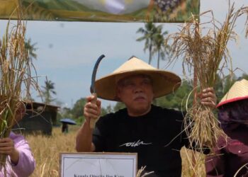 Otorita IKN Sukses Kembangkan Produksi Padi Gogo di Muara Jawa Kukar