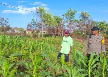 Polsek Tarakan Barat, Pantau Jagung Binaan Petani di Karang Harapan