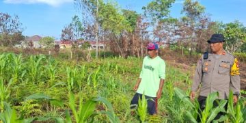 Polsek Tarakan Barat, Pantau Jagung Binaan Petani di Karang Harapan