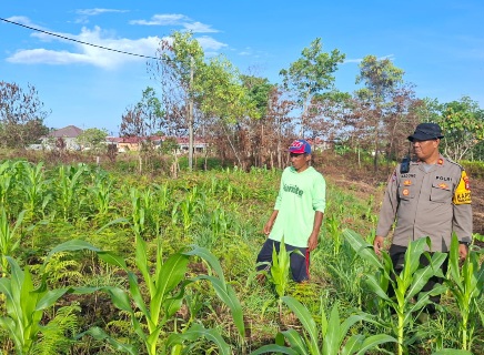 Polsek Tarakan Barat, Pantau Jagung Binaan Petani di Karang Harapan
