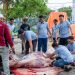 Momen Iduladha, Sucofindo Tarakan Salurkan Daging Kurban untuk Karyawan dan Warga Sekitar