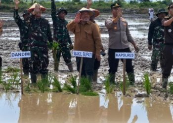 Program Cetak Sawah di Berau Telah Mencapai 425 Hektare
