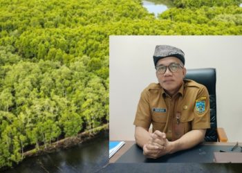 Tak Sekadar Menanam, Bapperida Pastikan Mangrove Kaltara Punya Nilai Jual