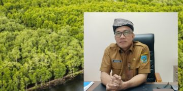 Tak Sekadar Menanam, Bapperida Pastikan Mangrove Kaltara Punya Nilai Jual